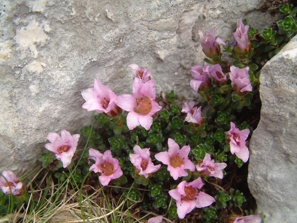 Saxifraga oppositifolia subsp. oppositifolia